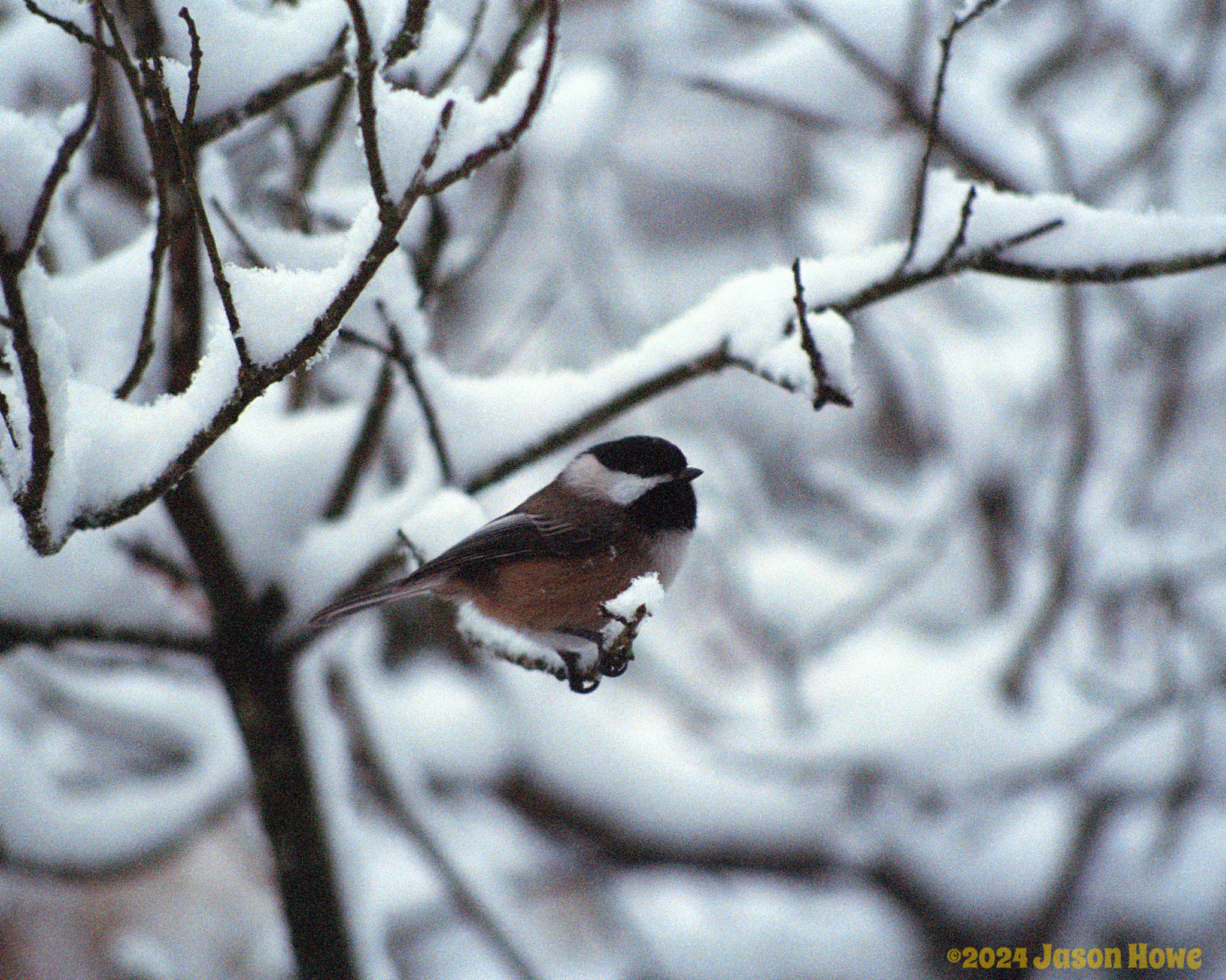 Towhee on a snowy branch.